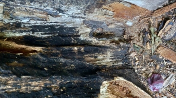 Damaged tree in McGregor Park